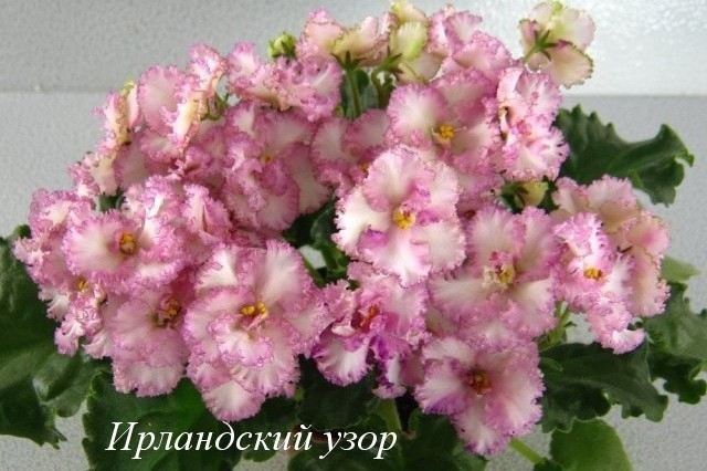 Ирландская Фото Фиалки